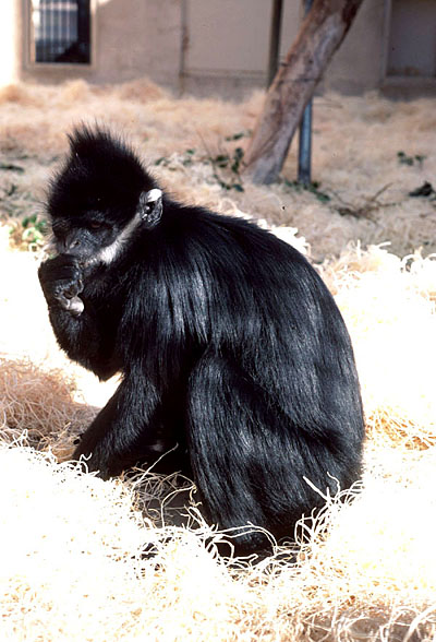 Francois' langur at San Diego Zoo