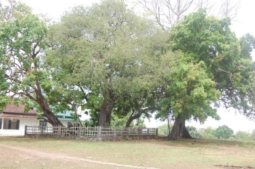 I:\Kampung Mojo\DSC_9430.JPG