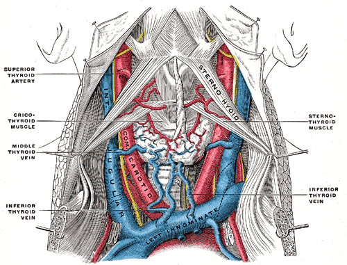 Veia Jugular