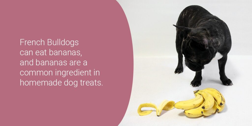 French Bulldogs can eat bananas, a common ingredient in homemade dog treats