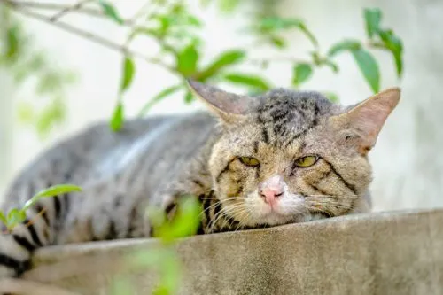 ไทรอยด์ในแมว โรคที่มีความเสี่ยงสูงในแมวอายุมาก