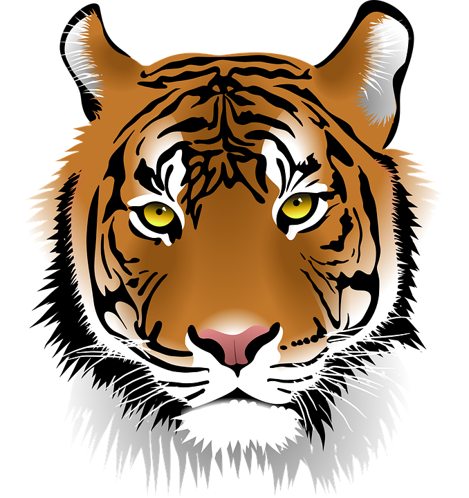 Free photo: Tiger, Snarling, Close-Up, Head - Free Image on ...
