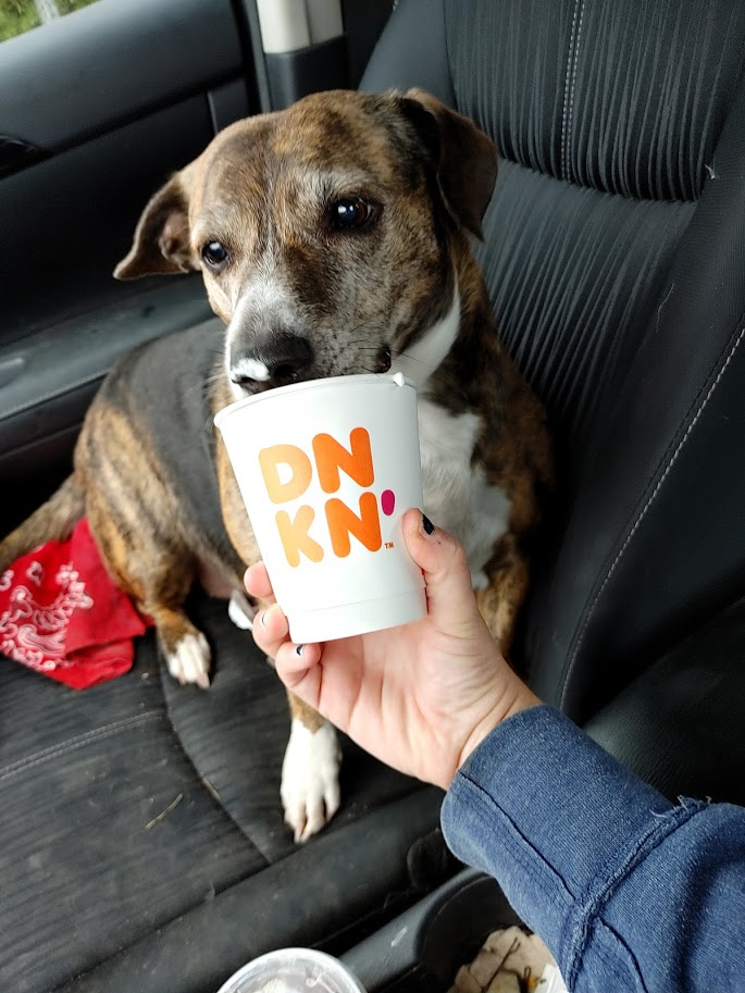 Dog driinking Pupacino