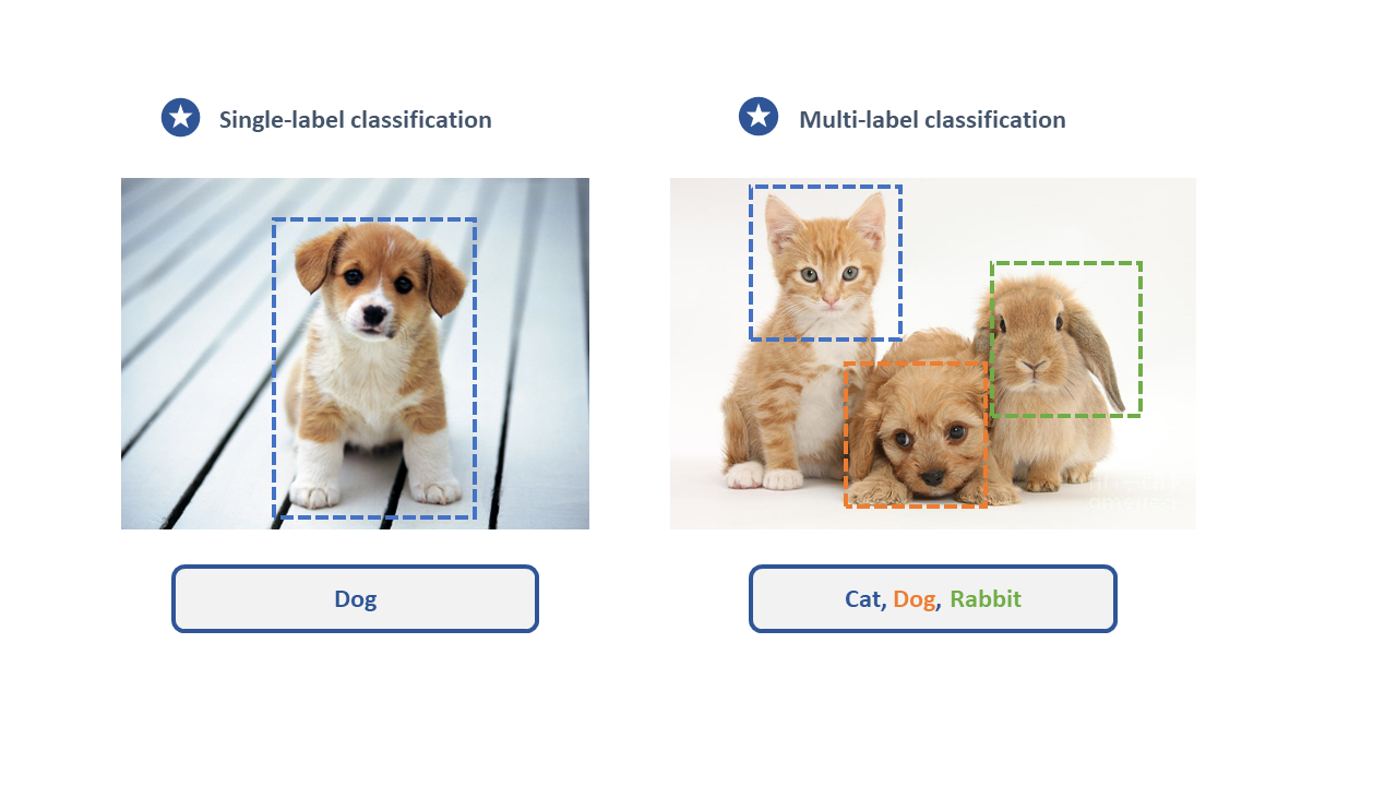 an example image of animal showing single vs multi-label image classification.