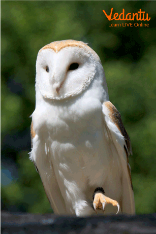 This image shows Tytonidae or barn owls.
