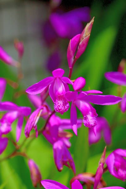 20. Bletilla