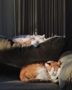 Two cats sleeping on a couch.