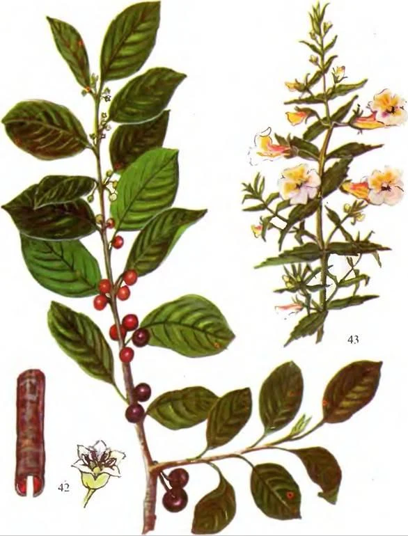 D:\0 wd yedek\acr yedek\1 film indirme\sovremennaya_fitoterapiya_dosyalar\image144.jpg