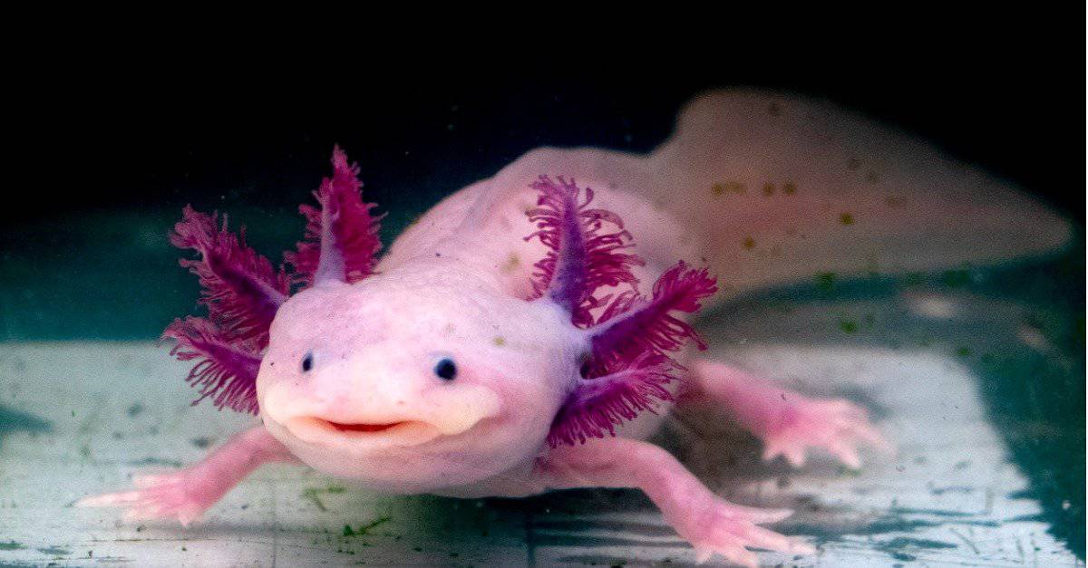 Axolotls 
