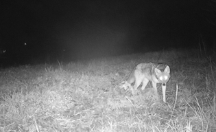 Farm Gate Cameras