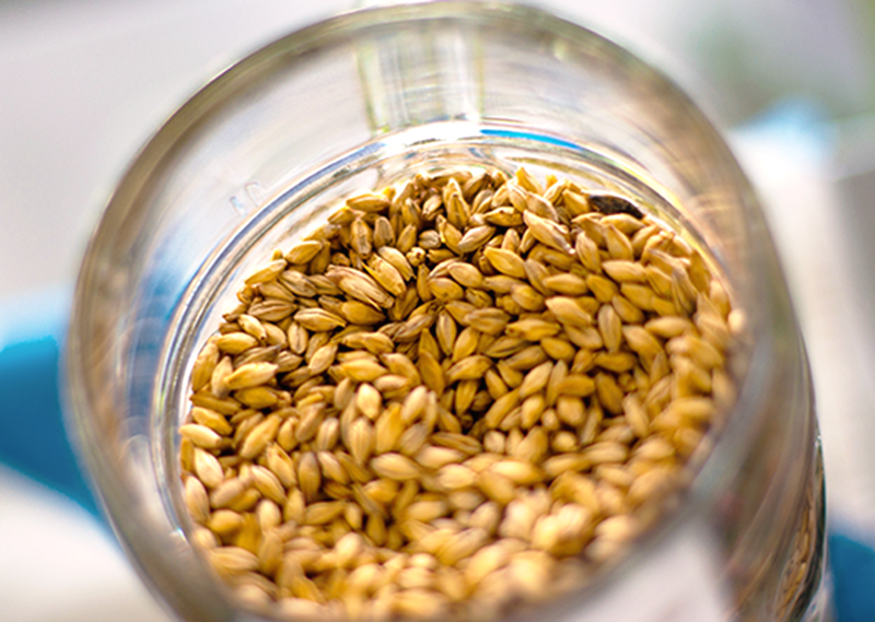 What Grains Can Be Used to Make Beer?