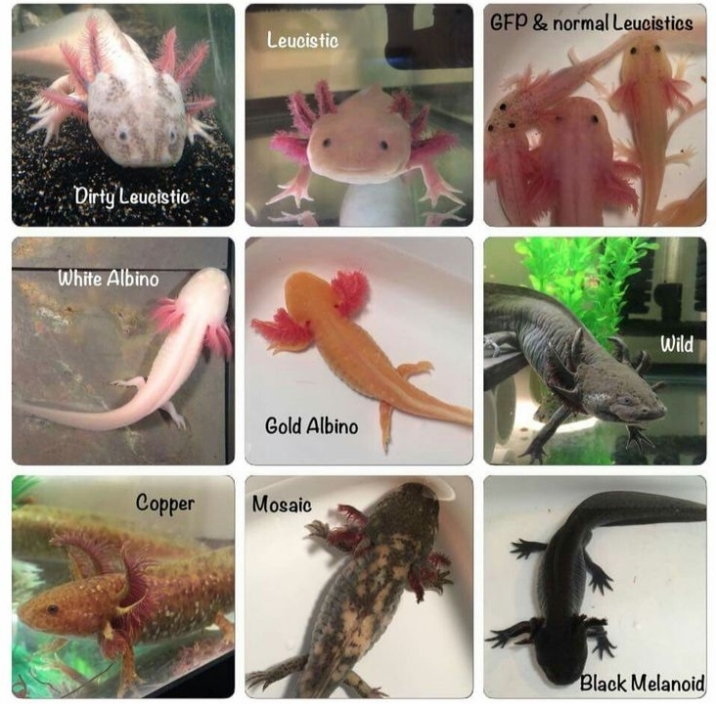 Different colors of Axolotl;