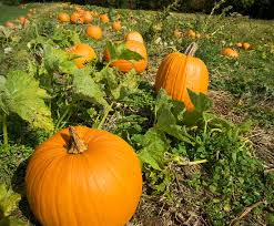 Image result for pumpkin photo growing