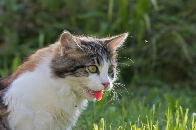 15 erstaunliche Fakten über Katzen + Stimmungskatzen-Fotosammlung 17