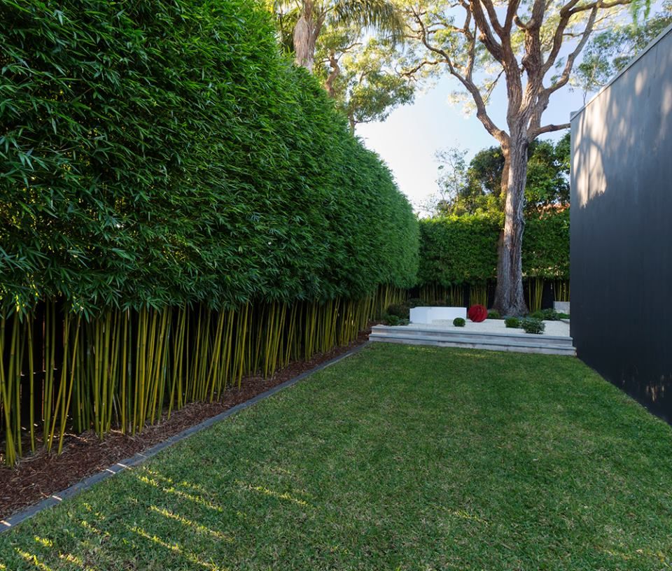 Bamboo blocks prying eyes of neighbors and is one of the best screening plants for privacy. 