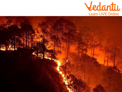 This image shows Forest Fire.
