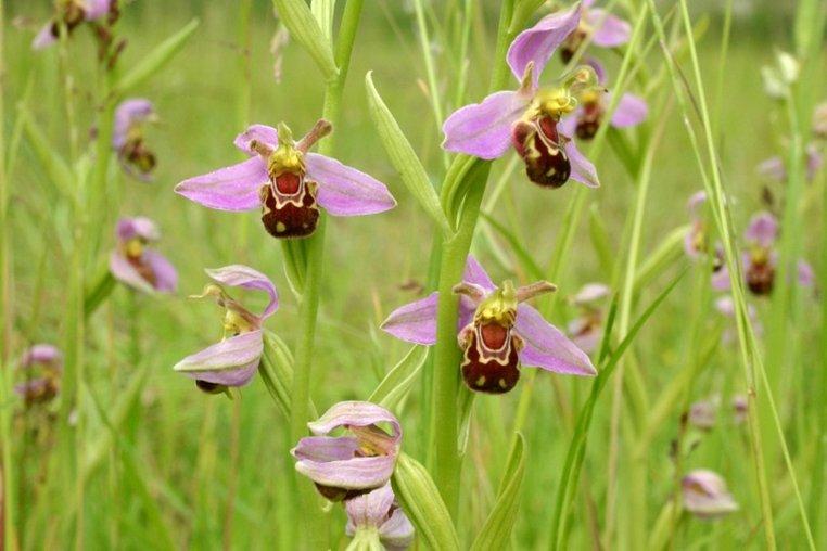Bee Orchid Flowers