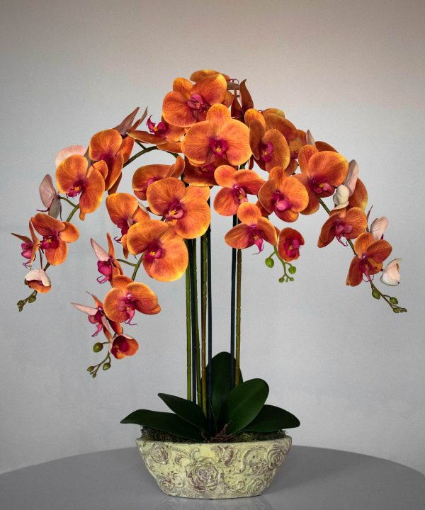 Orange Orchids: Enthusiasm and Determination