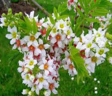 yellowhorn flowers