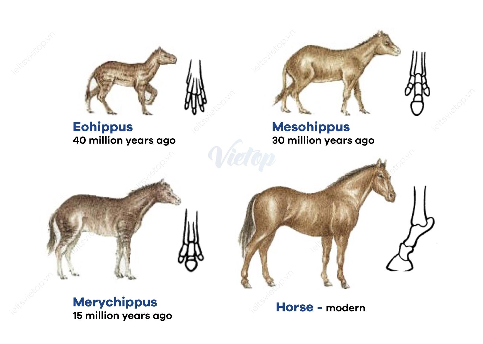 https://www.ieltsvietop.vn/wp-content/uploads/2021/04/WEB-HORSE-2.jpg