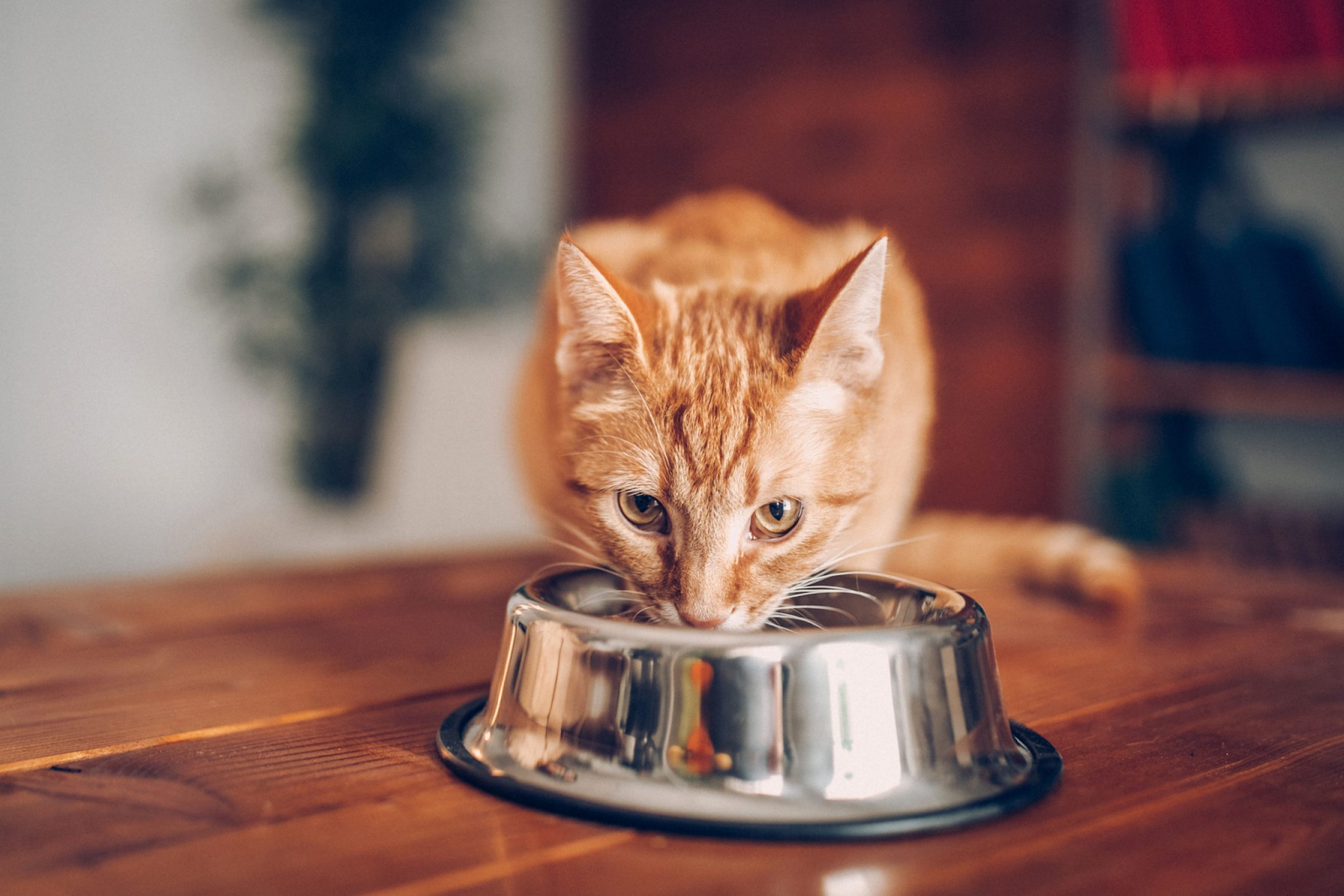 อาหารแมวคุณค่าทางโภชนาการครบ