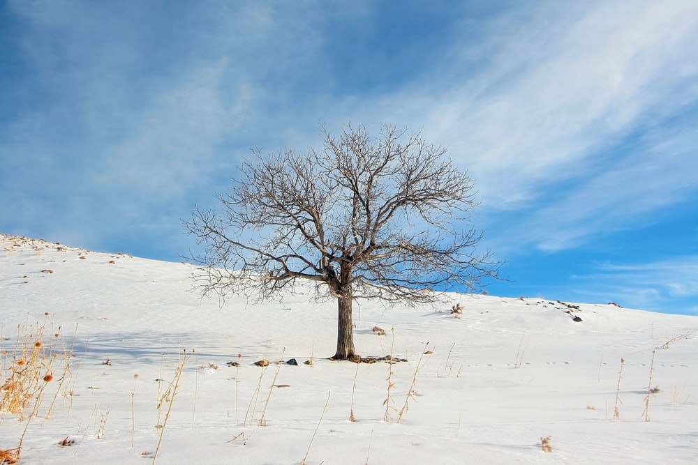 bare tree symbol plays important role in Judaism