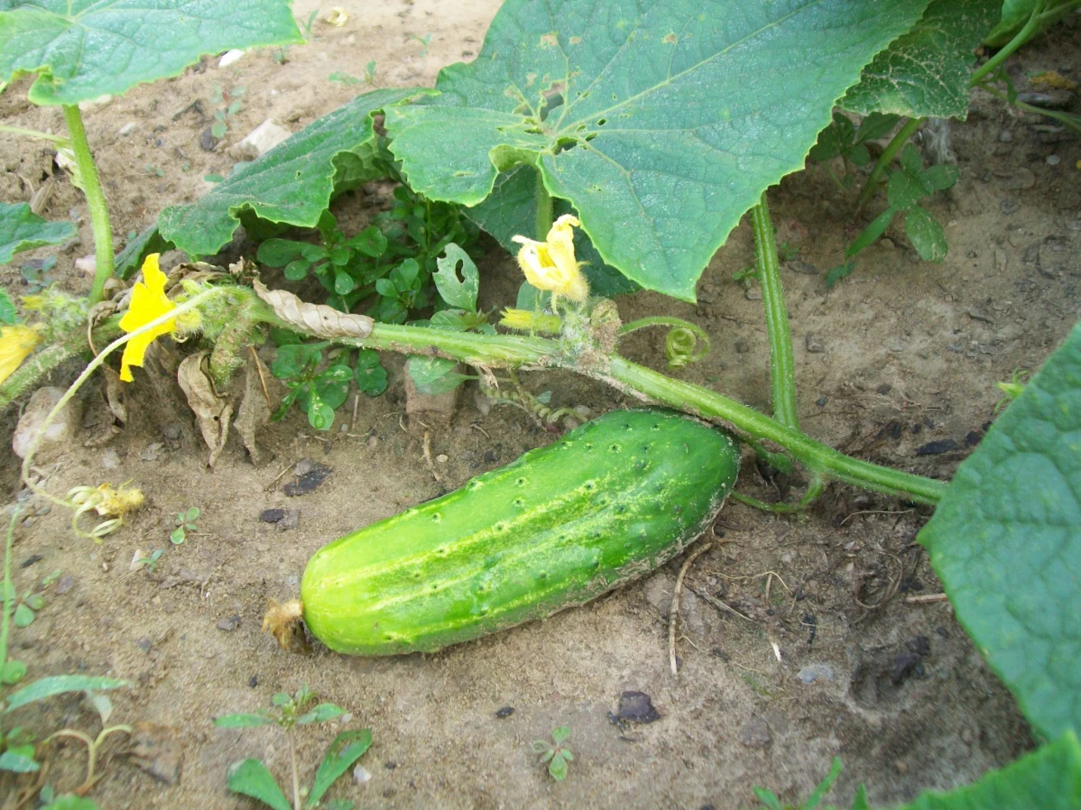 how to grow cucumber in containers
