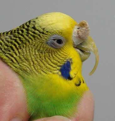  Brown hypertrophy of the cere and beak overgrowth in a budgerigar 