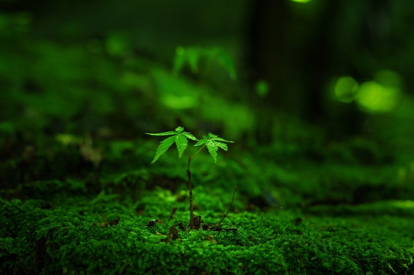 Tôn màu xanh rêu tượng trưng cho sự vươn lên không ngừng nghỉ, vượt qua những thách thức trong cuộc sống