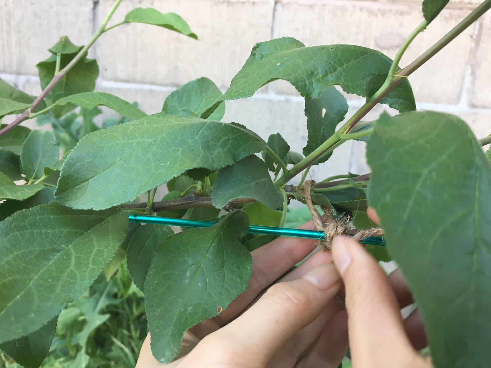 Tying twine to espalier wires