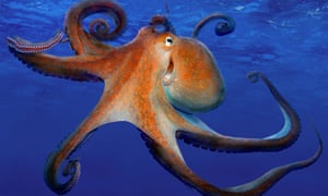 Image result for octopus