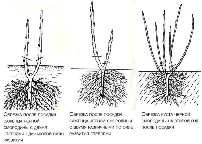 Виды обрезки смородины