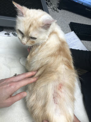 Miliary dermatitis over the back of a cat