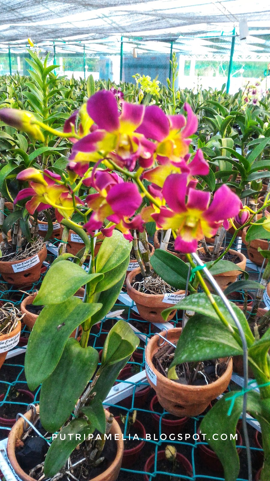 Vivin Orchid Garden Toko Tanaman Anggrek Di Batam Vivin Orchid Garden Toko Tanaman Anggrek Di Batam