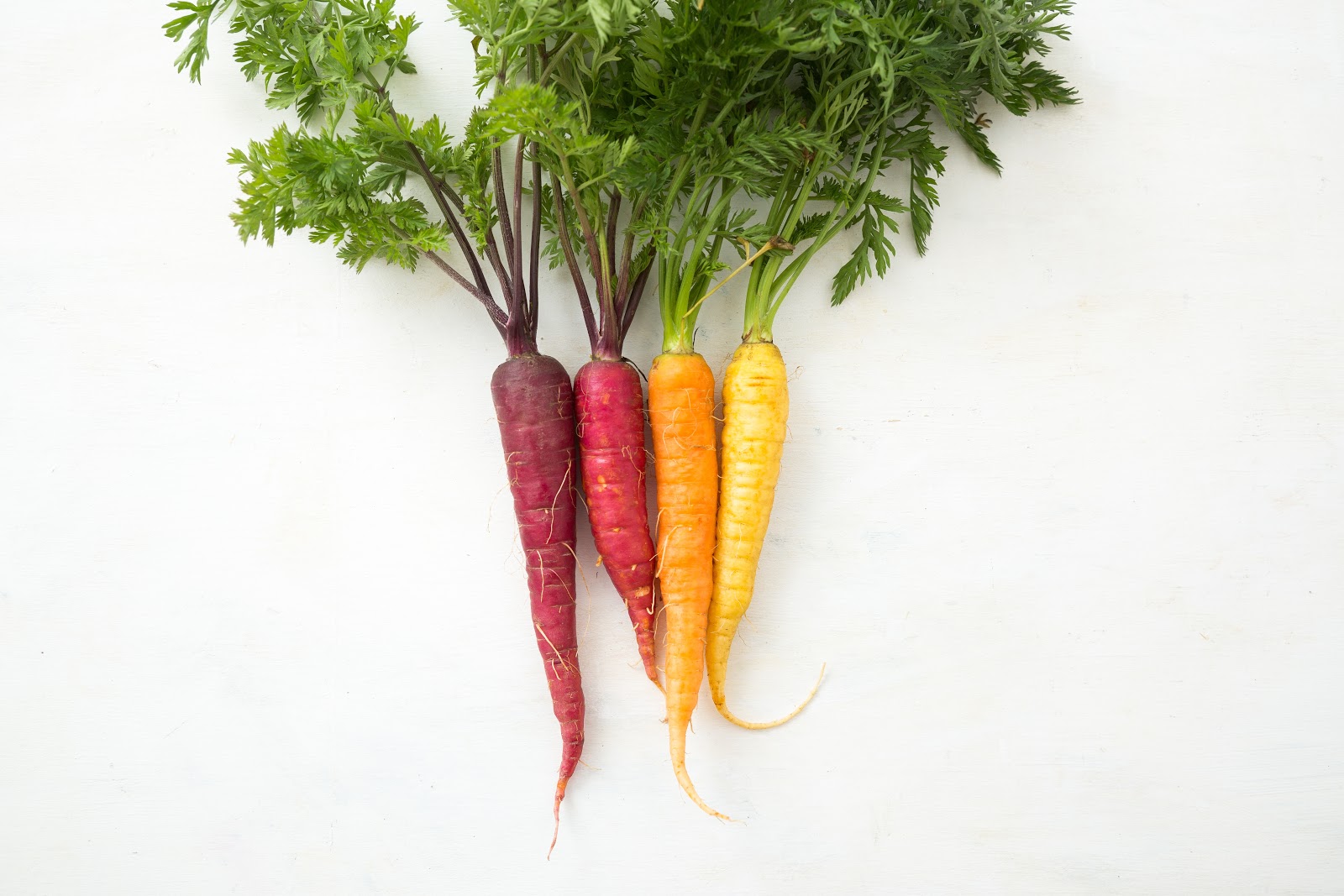 Organic carrots in a rainbow of colors
