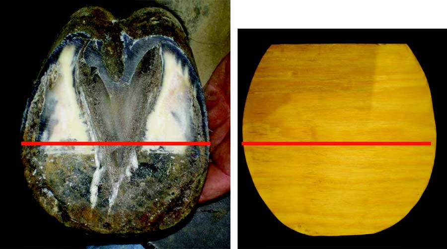 Using the widest part of the foot as a guideline (red line), the heels are trimmed in a palmar direction.