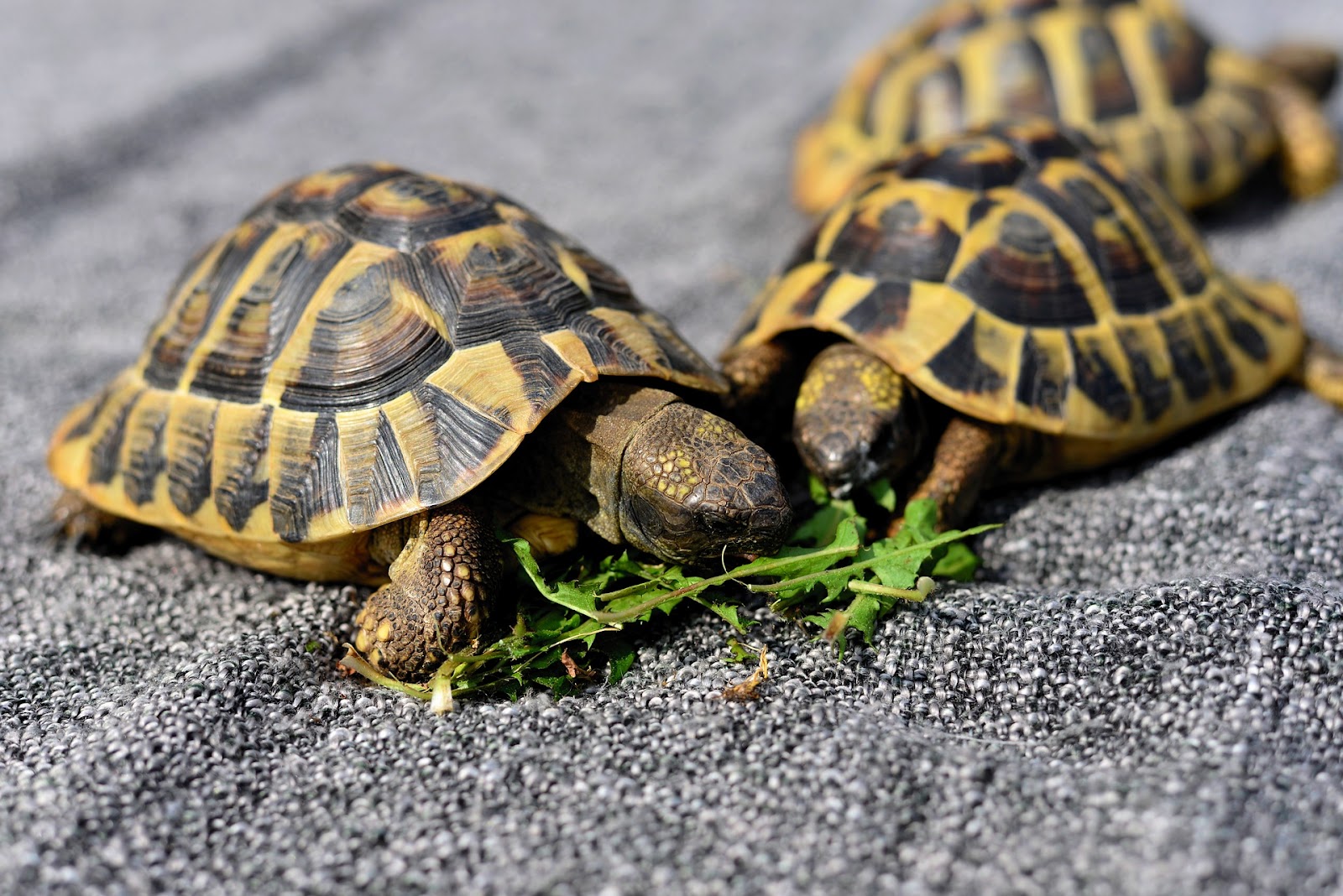 Young tortoises eating greens