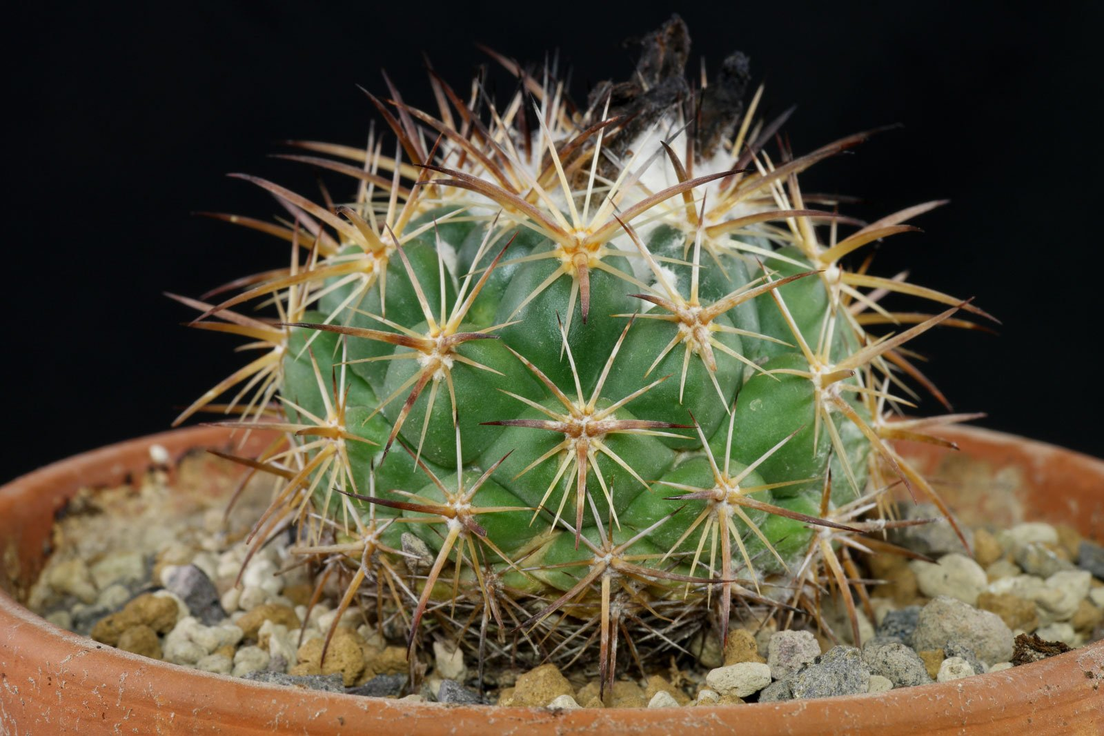 4. Cactus Coryphantha