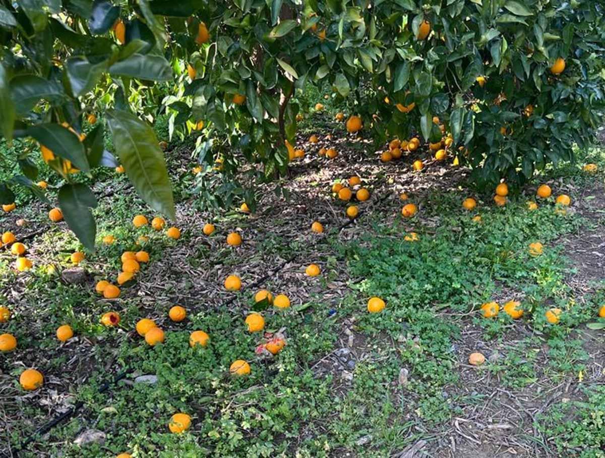 Meteo estremo in Sicilia, OP Rosaria: “Più agrumi in terra che sugli alberi”