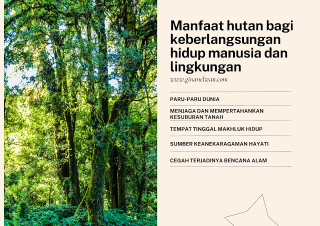 PESONA KEINDAHAN HUTAN HUJAN TROPIS DI INDONESIA