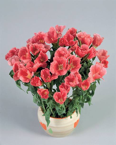 Bouquet of red clarika