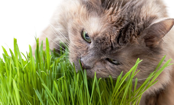 Cỏ mèo là gì? Các lợi ích của cỏ mèo và cách sử dụng