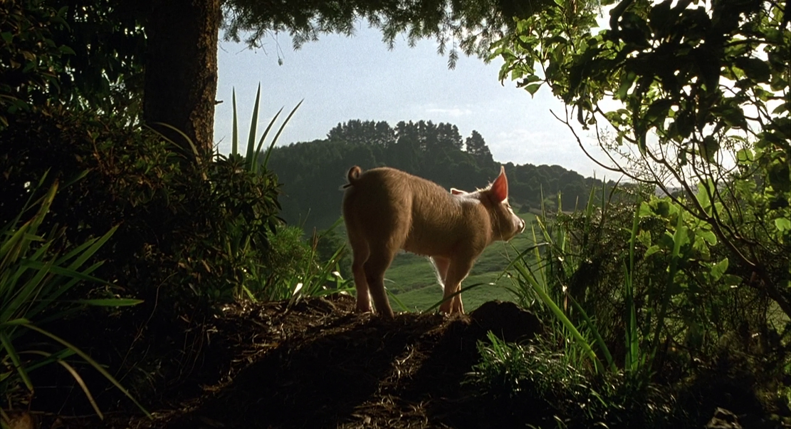 Babe the Gallant Pig (1995)