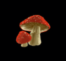 Enchanted Kingdom toadstool symbol