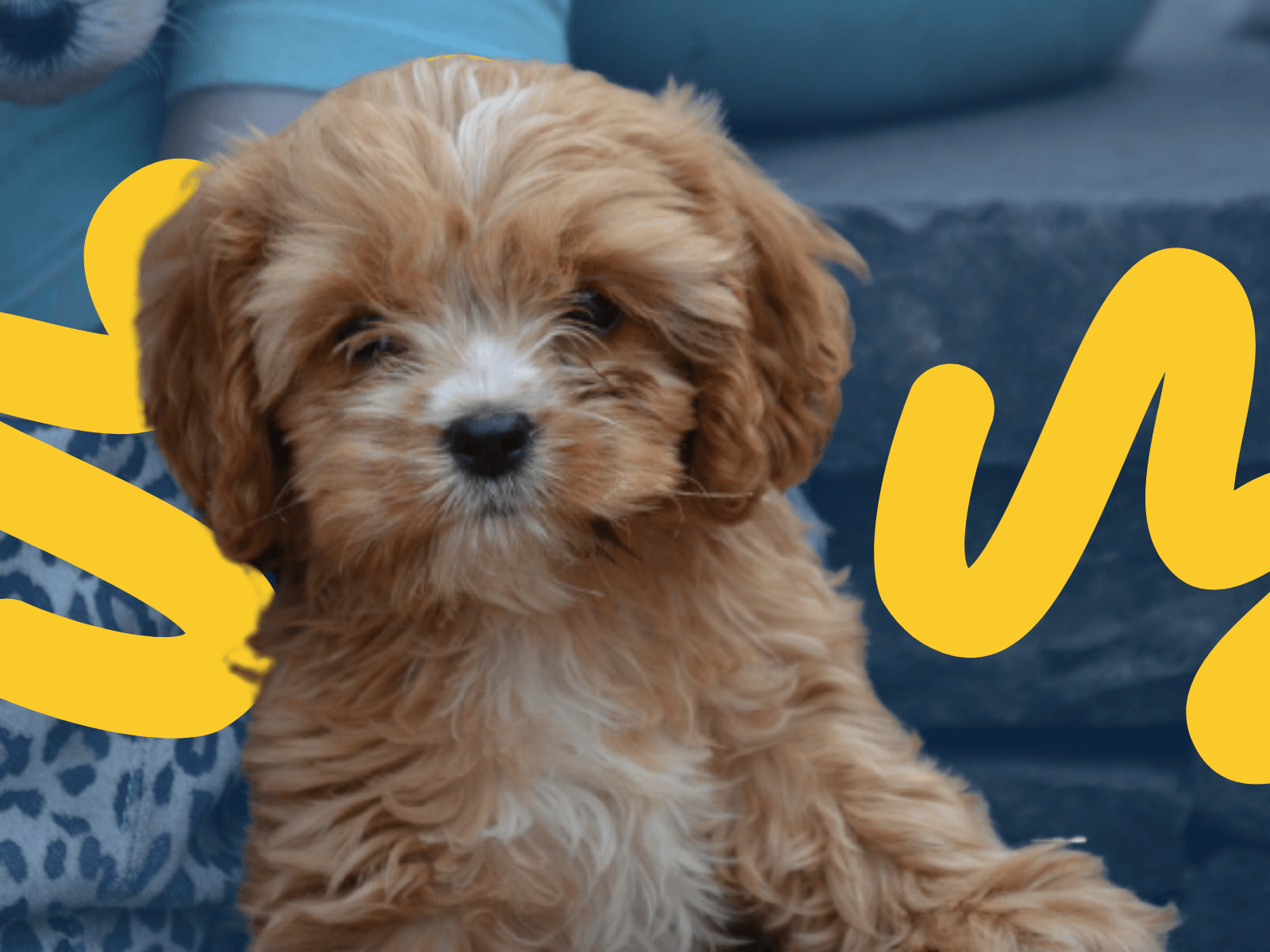 What do/did you feed your pup? : r/CavaPoo