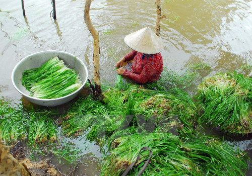 Cây thủy sinh dễ tìm ngoài tự nhiên