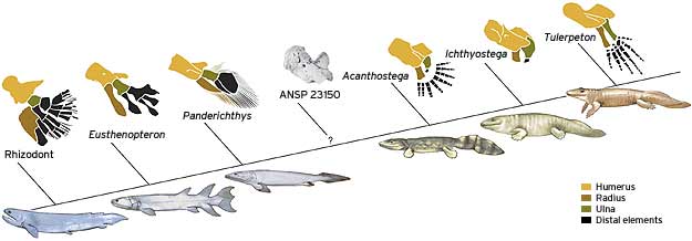 How fins evolved into feet - Technology & science - Science ...