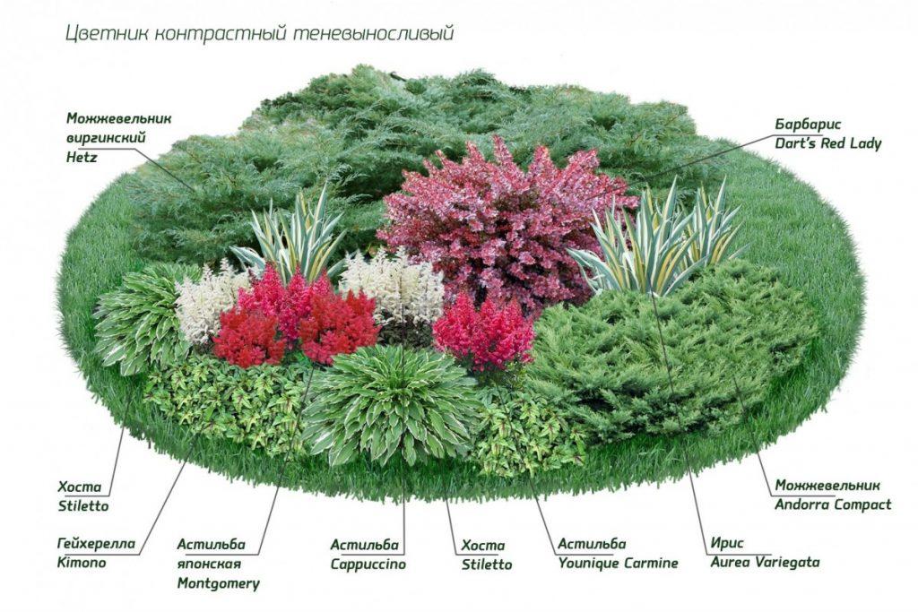 Астильба в ландшафтном дизайне — фото цветов на клумбе, идеи сочетания растений в миксбордере - Orchardo.ru - создайте участок вашей мечты собственными руками