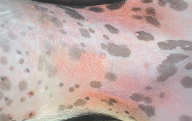 Abdominal and stifle fold erythema in an atopic Fox Terrier 