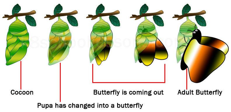 life cycle of a butterfly stage adult butterfly coming out of the cocoon
